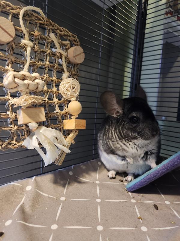 Chinchilla for 2025 sale petco