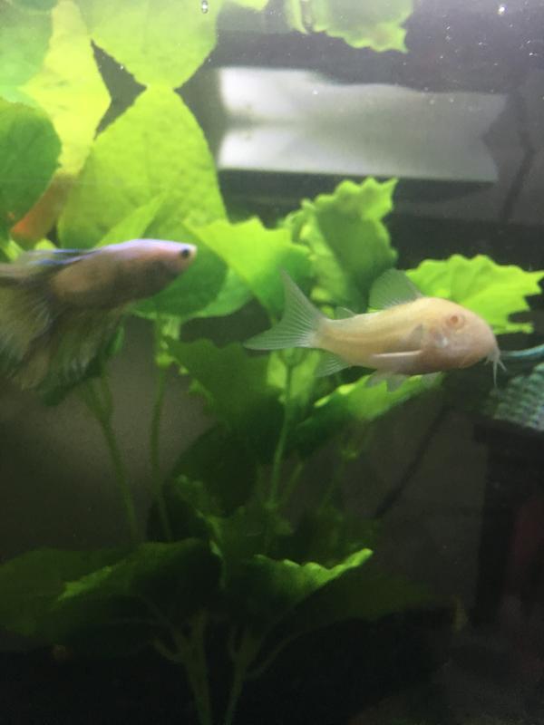 Albino Cory Catfish for Sale: Order Online