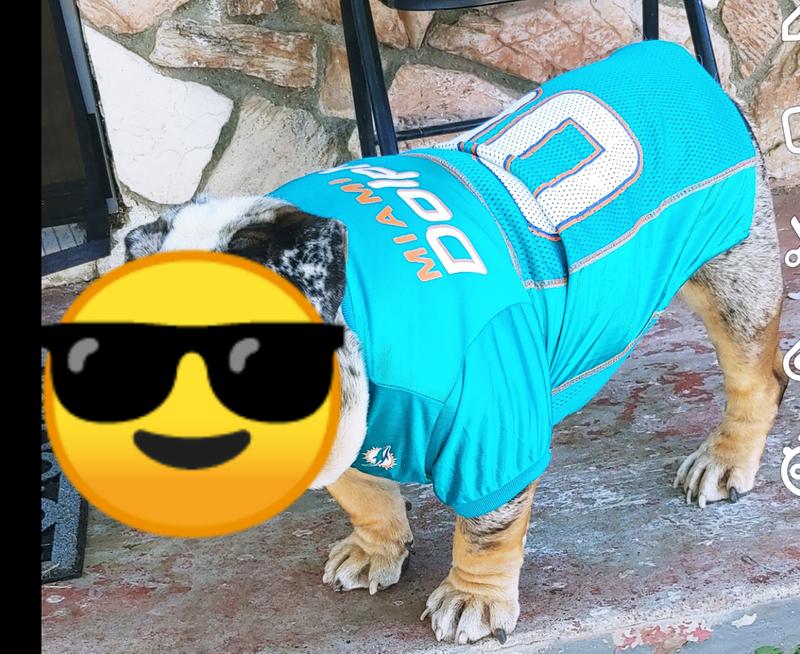 Miami dolphins dog jersey