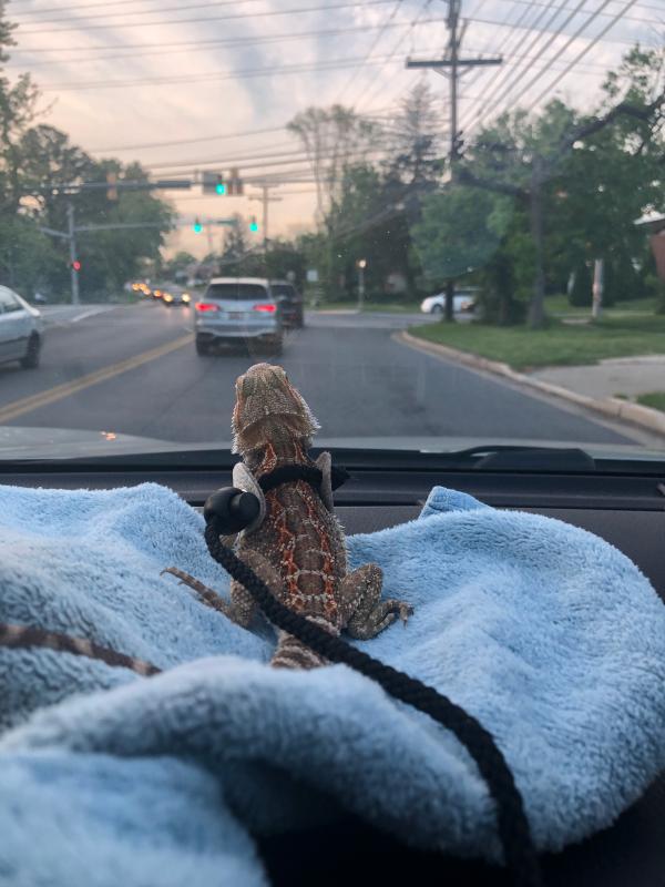T-Rex Small Reptile Comfort Leash