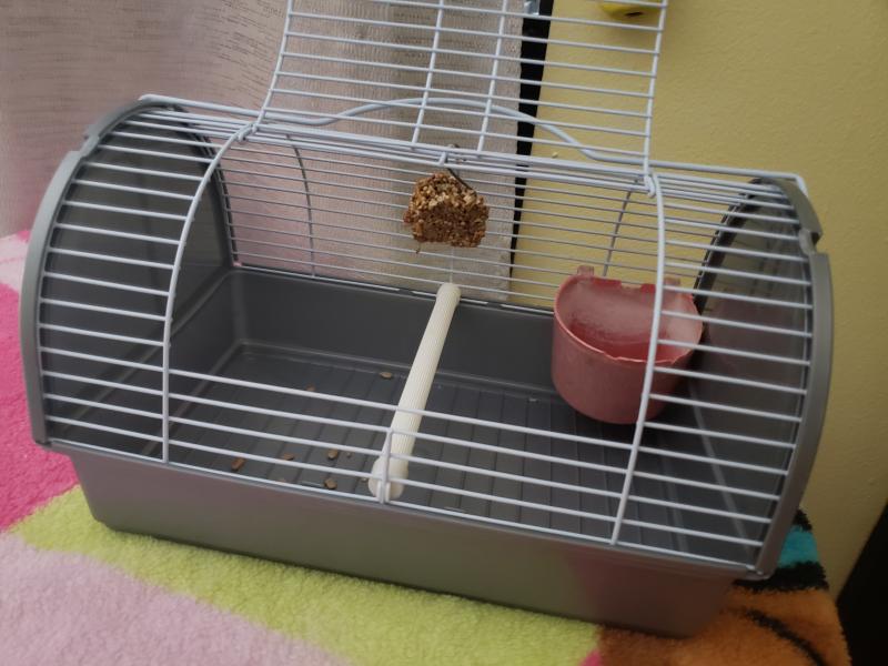 Pet carrier with lowered and centered stick for cockatiel (cup and seed was an add on I put in it)
