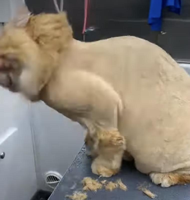 My cut Tiger with a lion cut