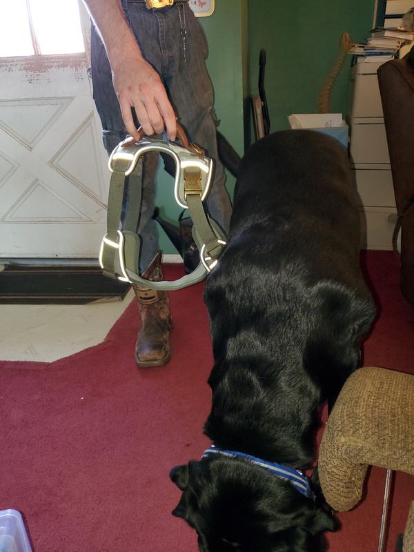 Labrador vs Reddy Reflective Camo Harness