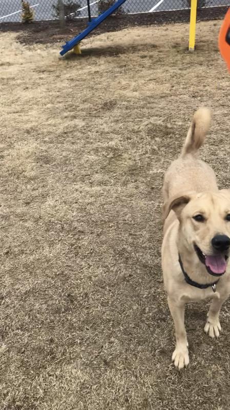 Harley about to chase the ball