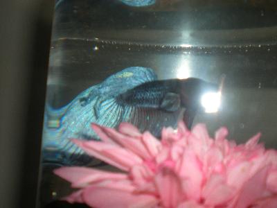Jelly Bean Loves His Pure Water!
