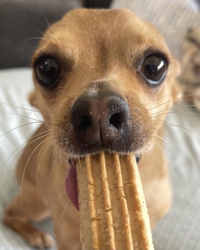 Can dogs eat churros deals