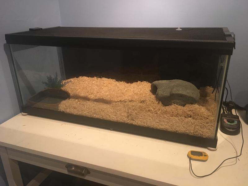 Her enclosure (20 gallon long), the heat mat covers about half of it!