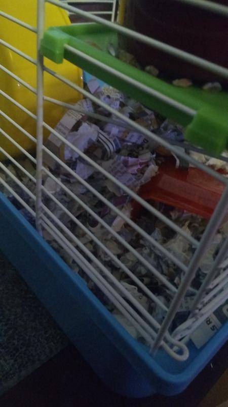 You Me 2 Story Hamster Habitat Petco