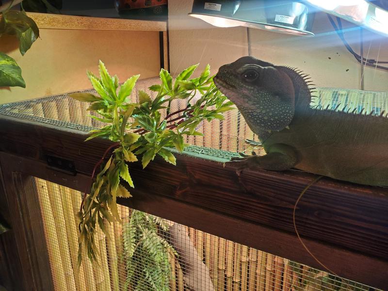 Chai with his new foliage.