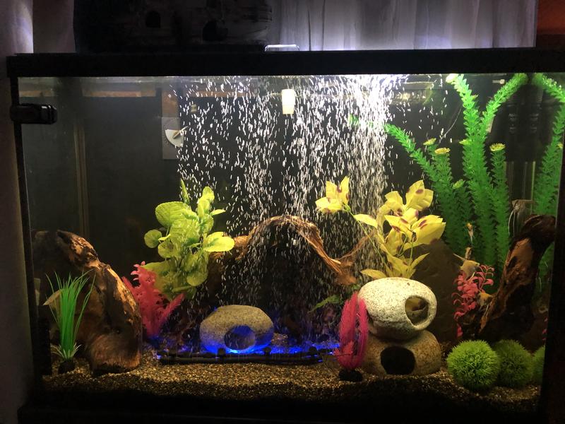 45 Angelfish tank