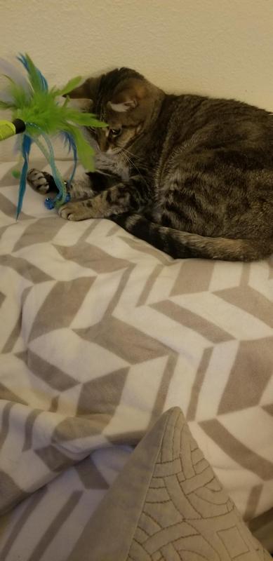 Vivi enjoying her new toy