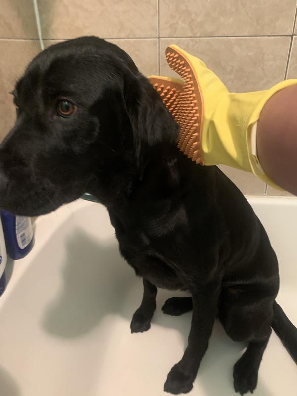 Not a happy pup