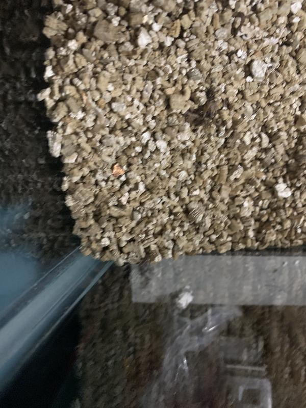 VitaBugs Crickets For Sale Prewing 250 Count Petco