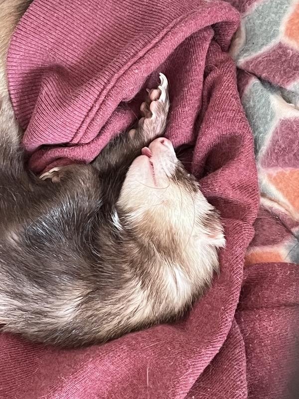 Petco ferrets clearance