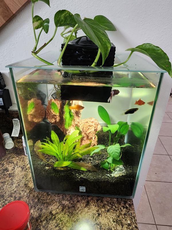 Fluval Chi Aquarium Kit, 5 Gallons