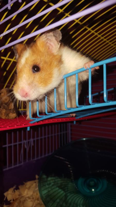 Higgins vita outlet garden hamster