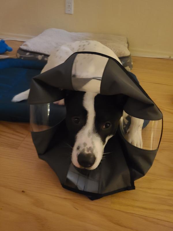 petco zencone
