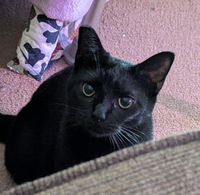 Scoop-Free litter box