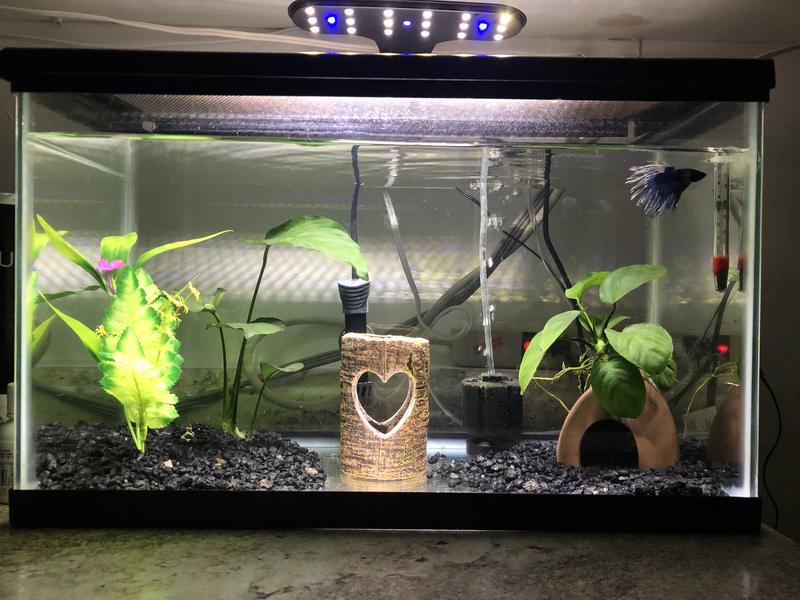perfect for my 10 Gallon betta tank!