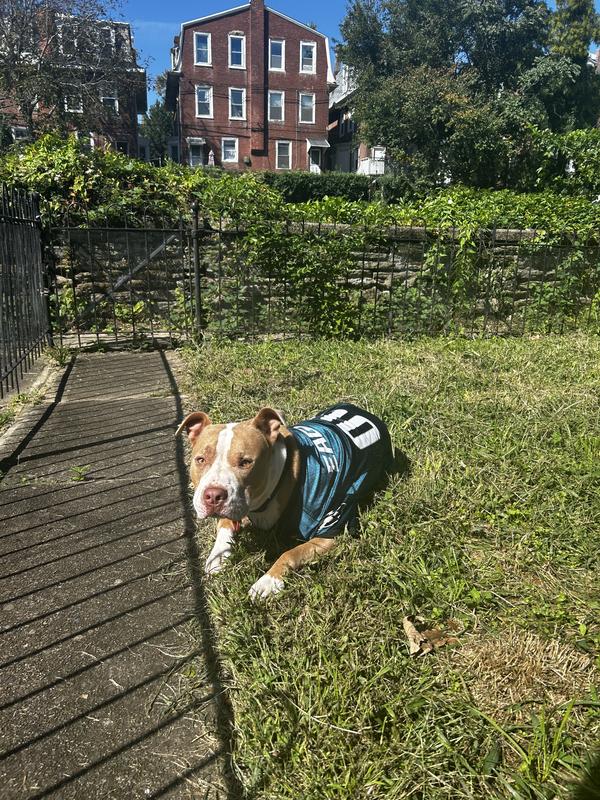 Pets First NFL Philadelphia Eagles DOGS & CATS Premium Raglan Mesh