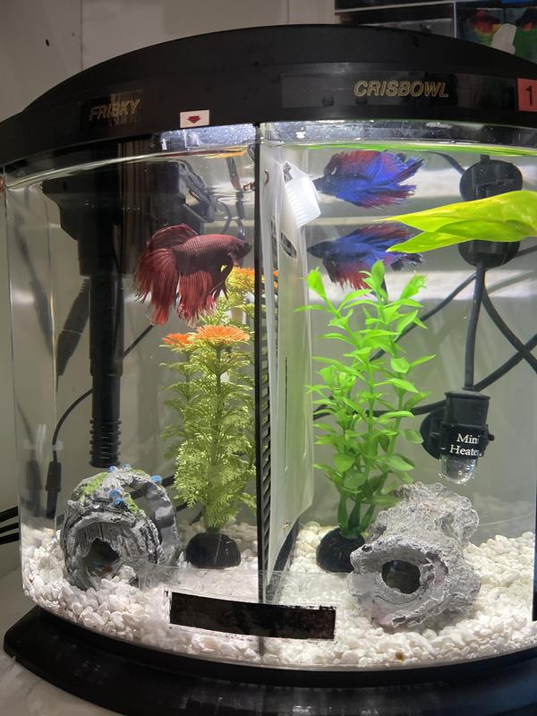 AQUARIUM FISH TANK 2.5 & 5 GALLON BY BCONNECTED / GLASS TANK WITH