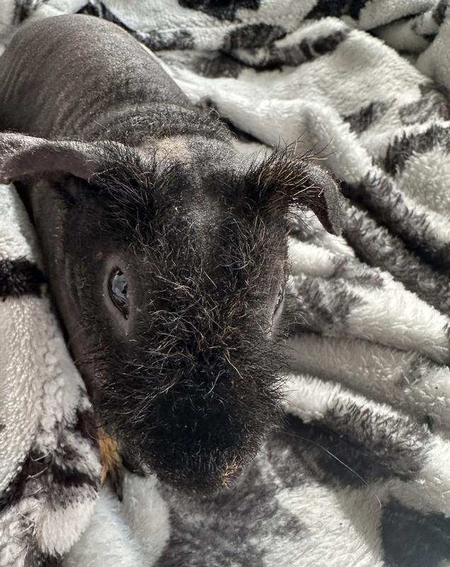 Petco hairless sale guinea pig