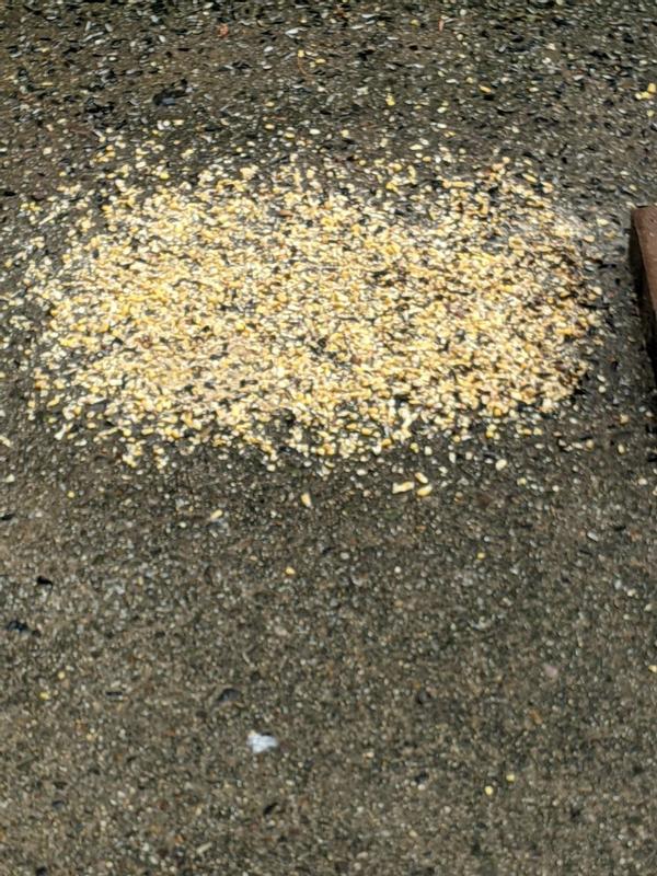 Wet Cracked Corn