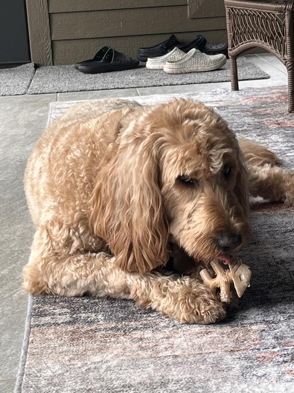 Also dug right into this chew