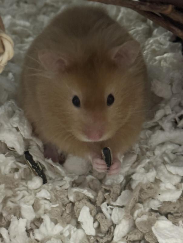 golden hamsters at petco