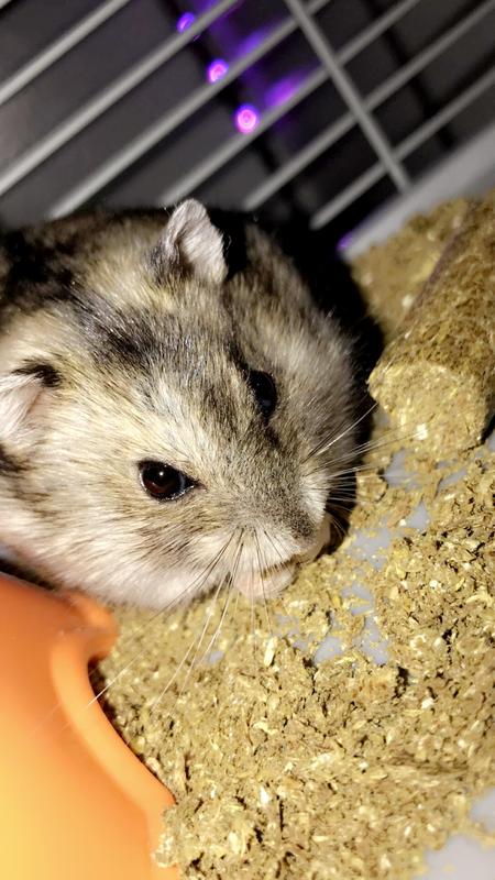 petco dwarf hamsters