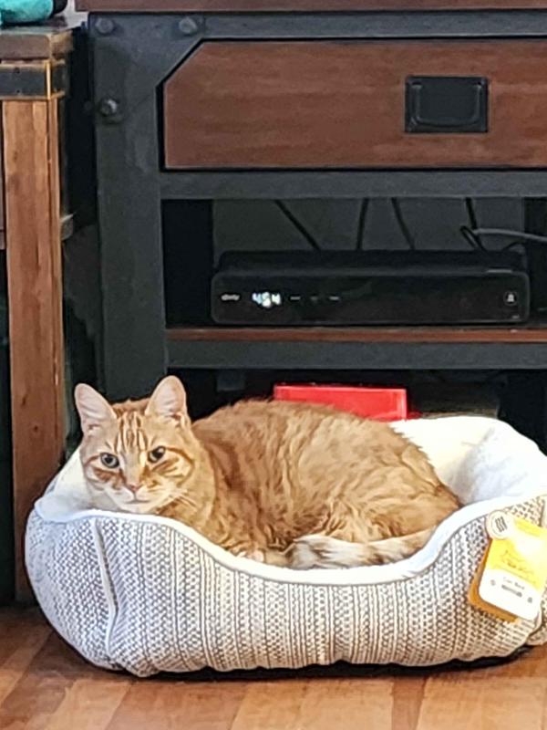 He was in this bed as soon as I put it on the ground.