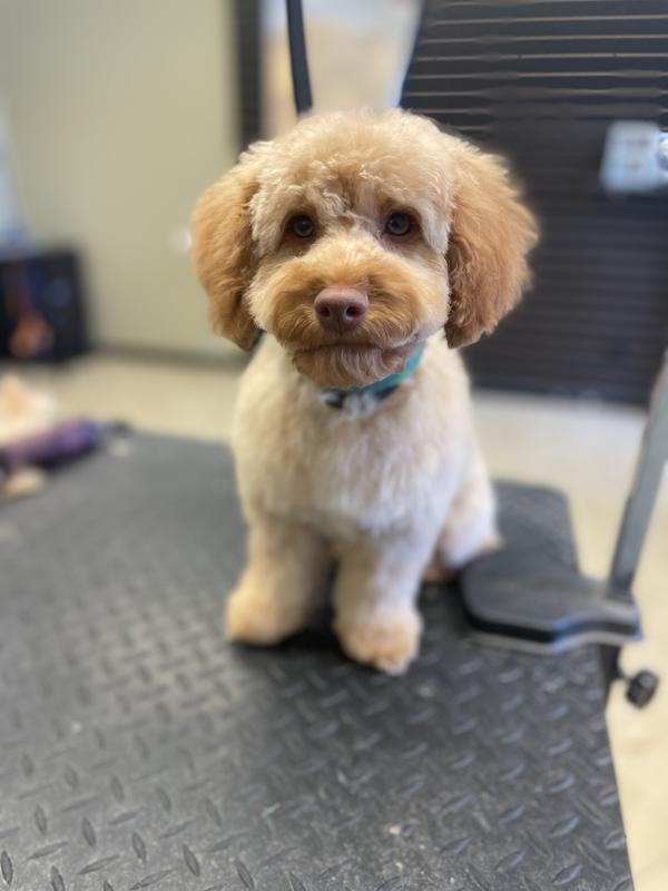 This is the dog I did with my new clipper,  pup cockpoo.  Love a new pair of clippers!!