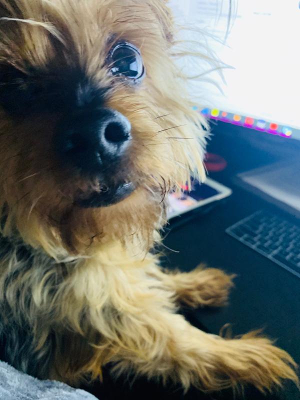 Monkie working from Home