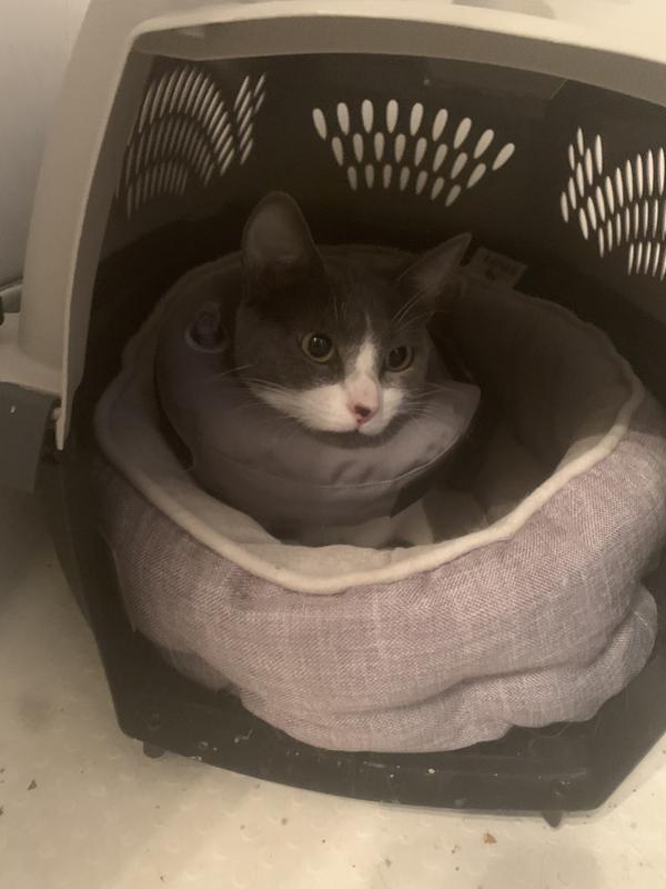 inflatable e collar petco