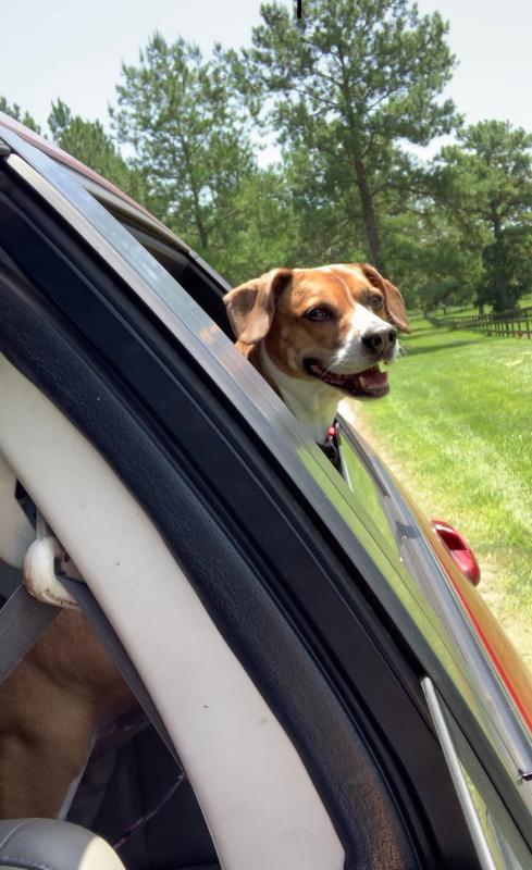 Ellie riding in the car looking out the windows. The was once hard for her