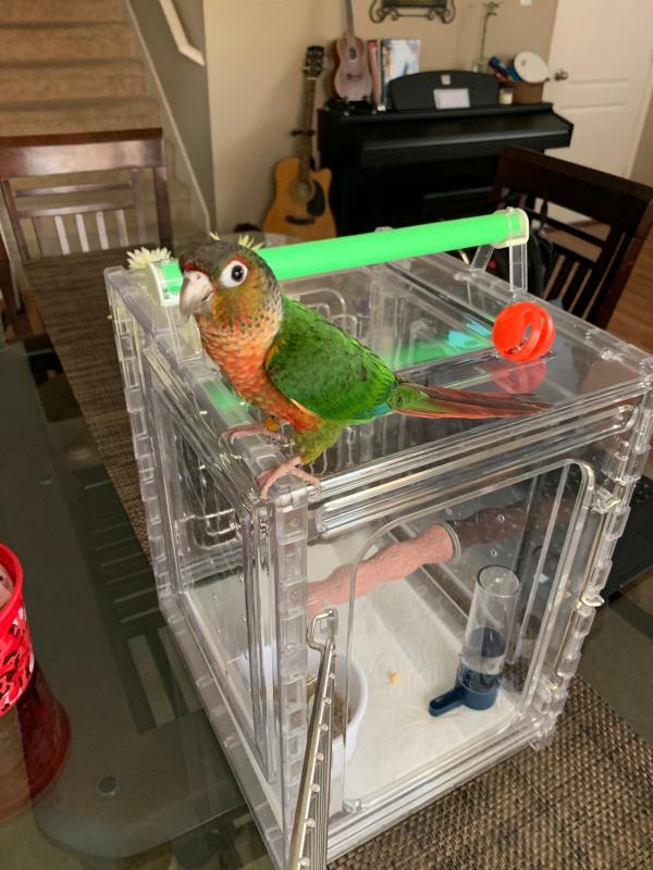 Caitec perch n go polycarbonate bird carrier sale