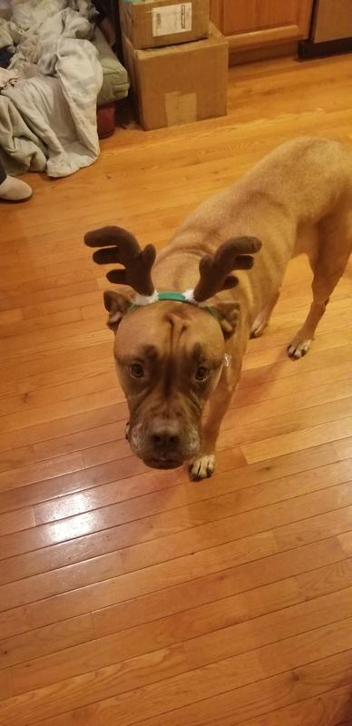 Such a great dog we have.