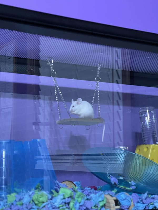 White mouse pet shop near me store