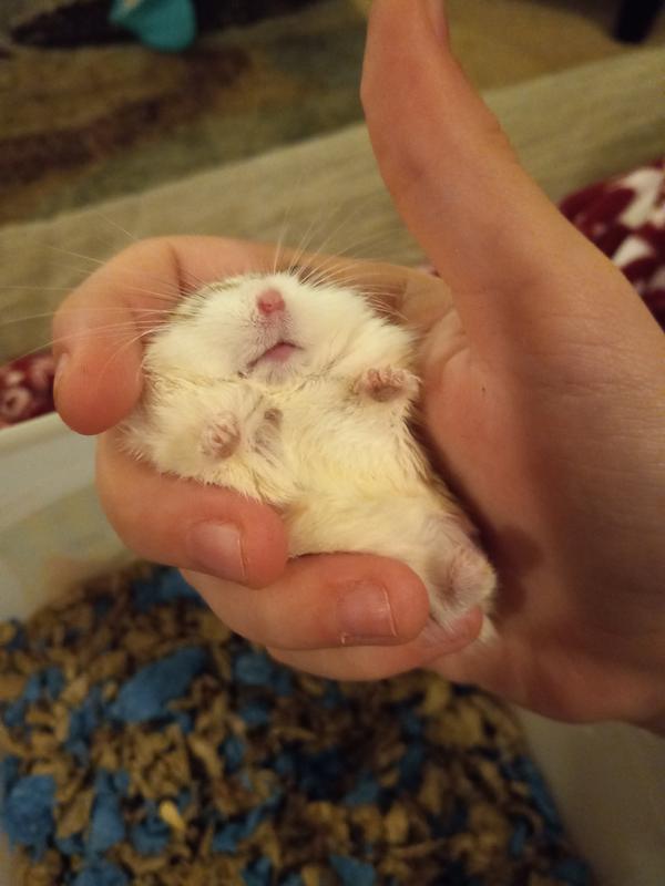 Hamsters for outlet sale at petco