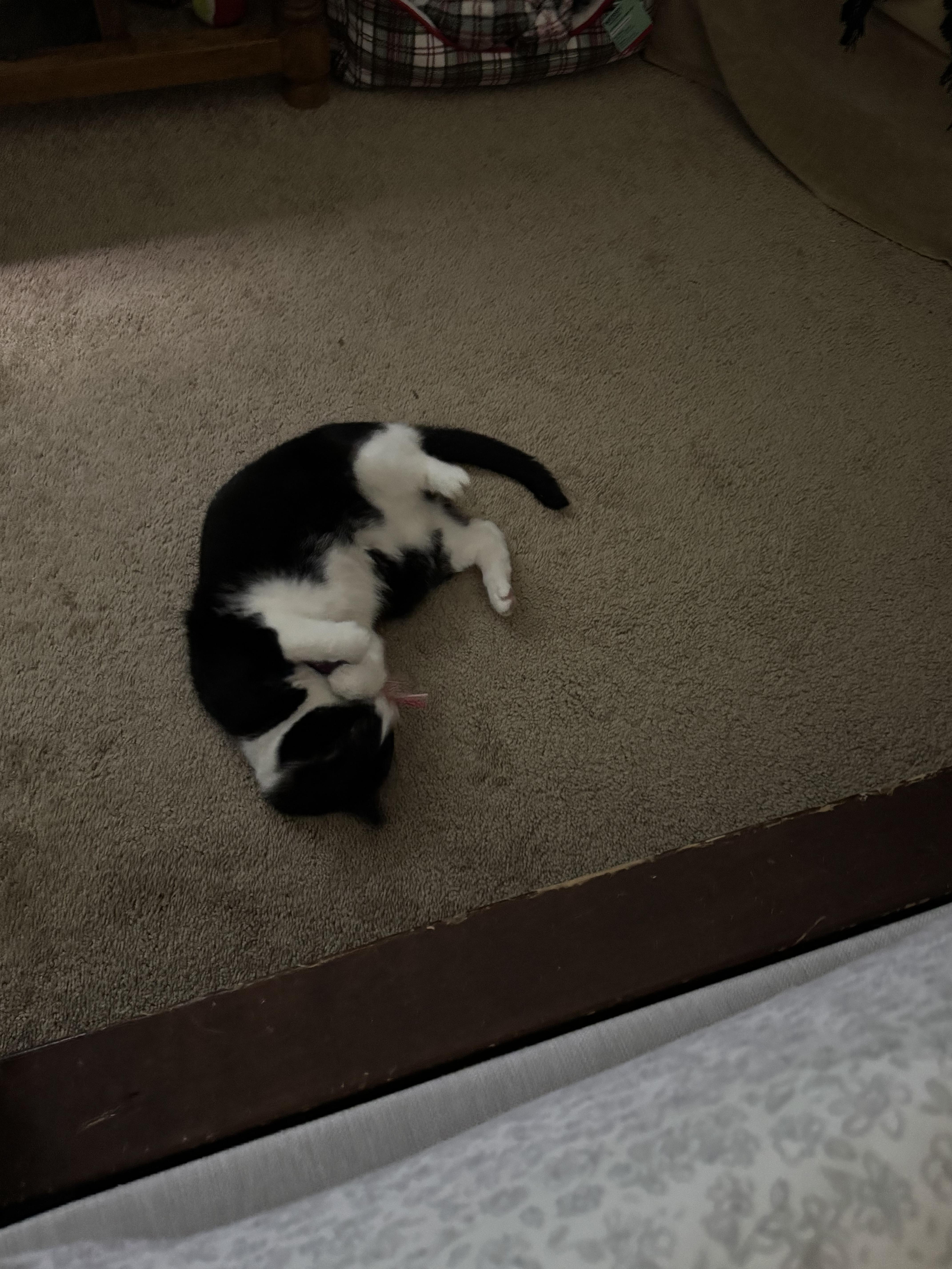 Leaps Bounds Simple Kicker Assorted Cat Toy, Medium Petco