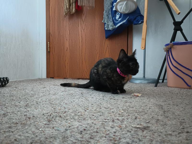 Indie my precious kitty!