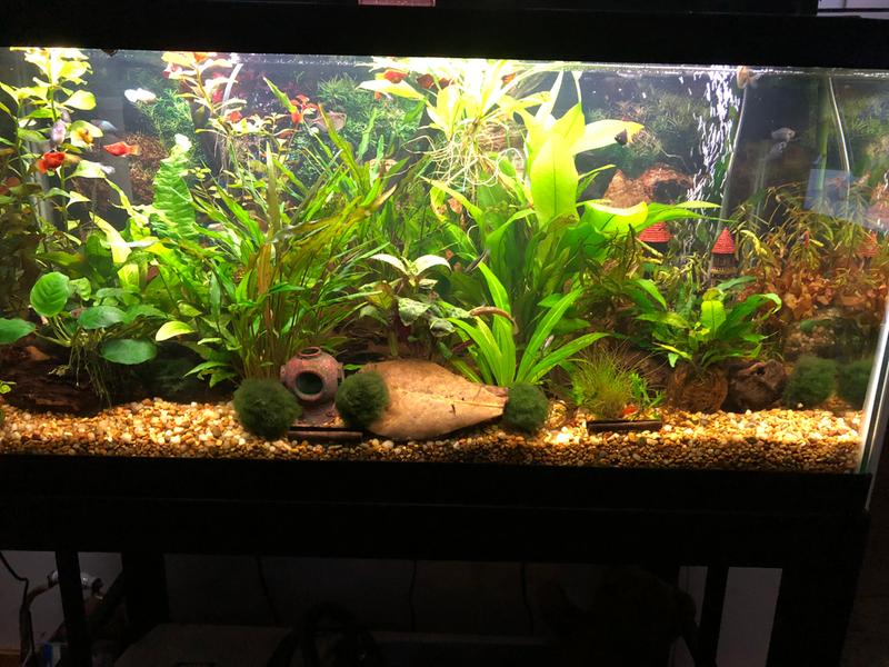 My aquarium