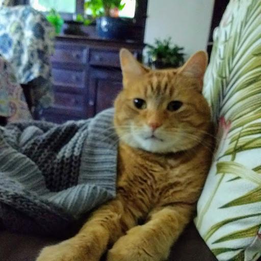 Here's my big guy, Esme - loves the Cats in the Kitchen!