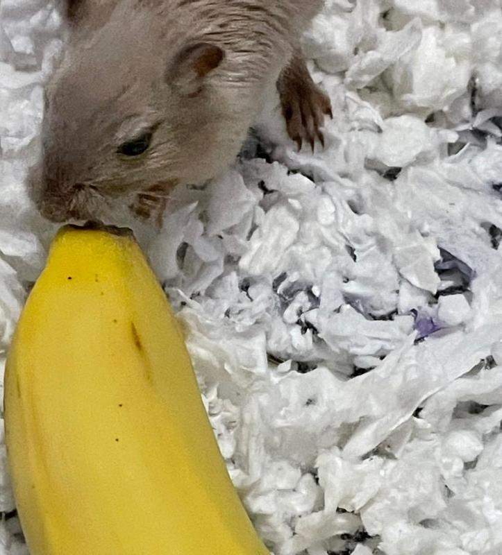 Where can i buy a gerbil near me store