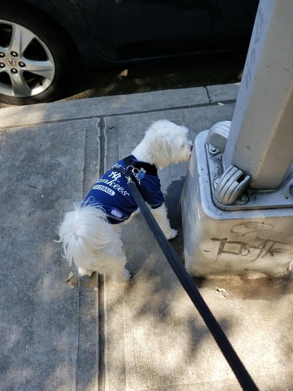 MLB New York Yankees Vintage Throwback Jersey for Dogs & Cats in Team  Color. Comfortable Polycotton Material, Large