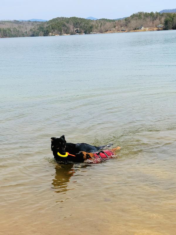 Teaching my baby sister to swim and fetch!