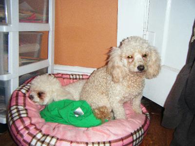 mosha & chikis