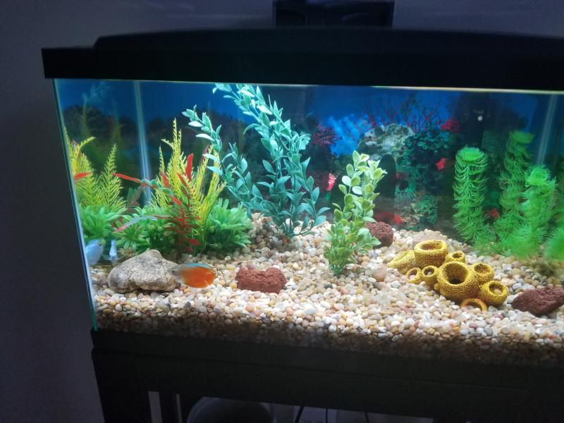petco nano tank