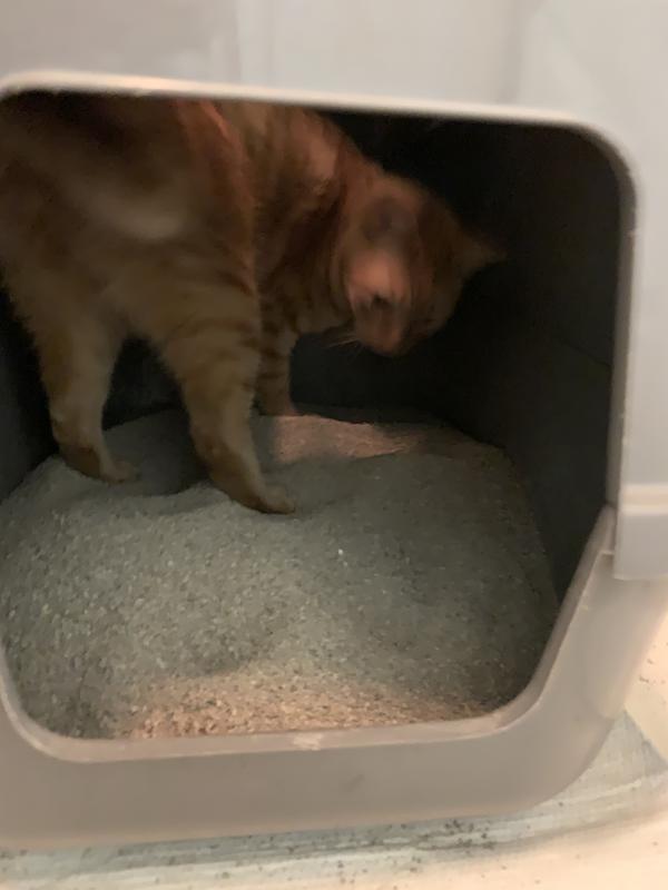 So Phresh Advanced Odor Control Scoopable Cat Litter, 40 lbs. Petco