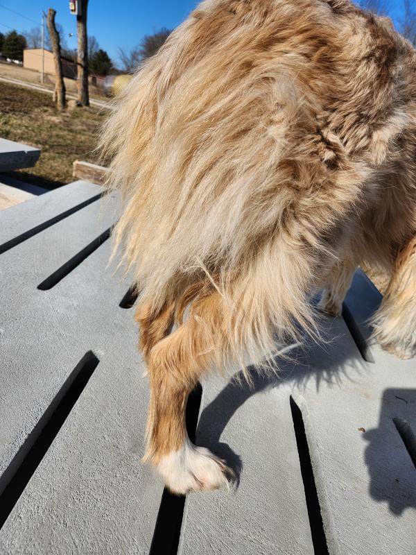 Dematting the fluff butt